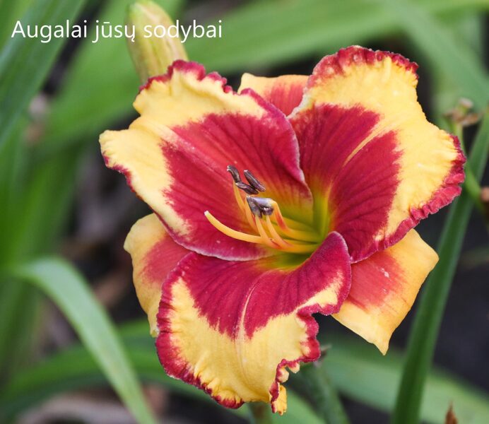 Viendienė (Daylily) 'Andy Candy'
