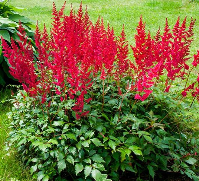 Astilbė (Astilbe x arendsii) 'Spinell'