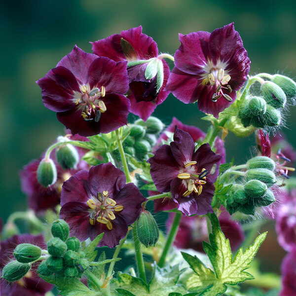 Juodasis snaputis (Geranium phaeum) 'Springtime'