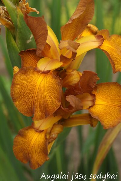 Vilkdalgis (Iris spuria) nr.4