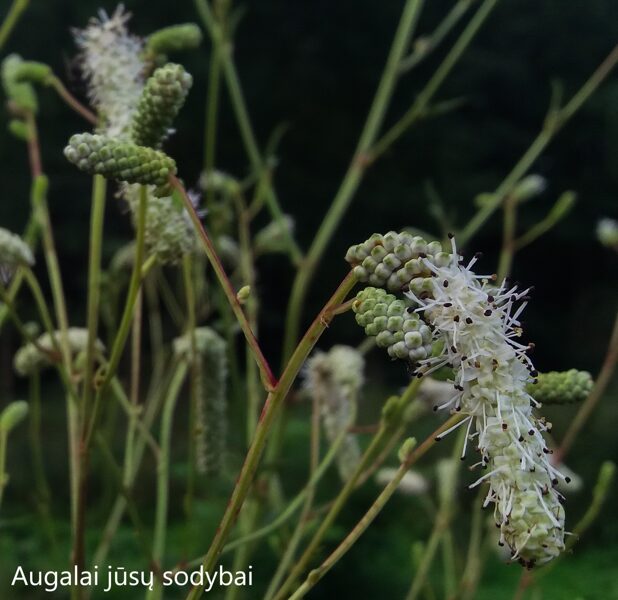Siauralapė kraujalakė (Sanguisorba tenuifolia) 'Stand Up Comedian'