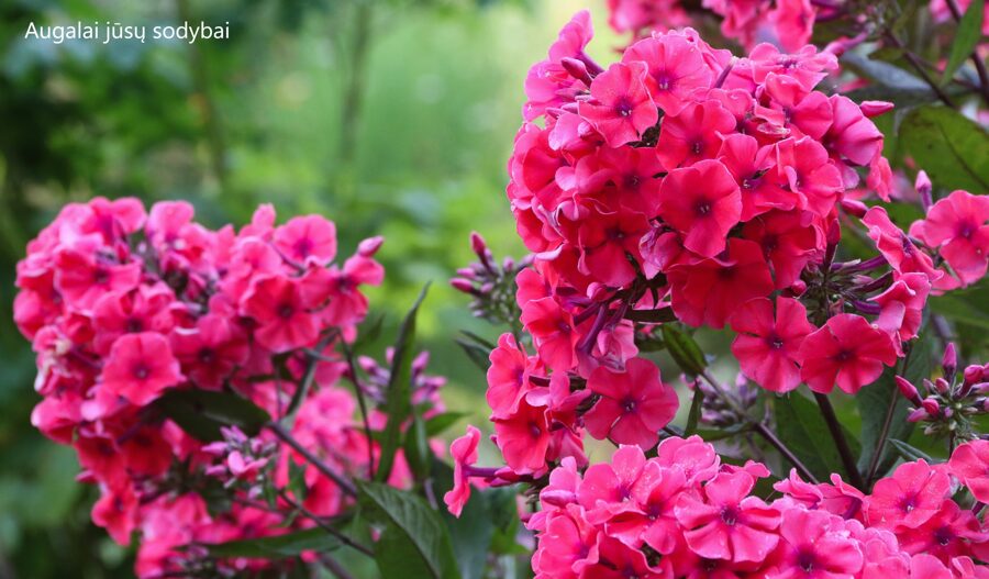 Šluotelinis flioksas (Phlox paniculata) 'Starfire'