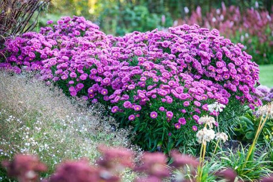 Krūminis astras (Aster dumosus) 'Starlight'