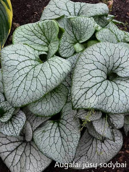 Brunera stambialapė (Brunera macrophylla) 'Sterling Silver'