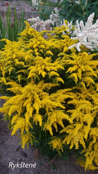 Rykštenė (Solidago) 'Strahlenkrone'