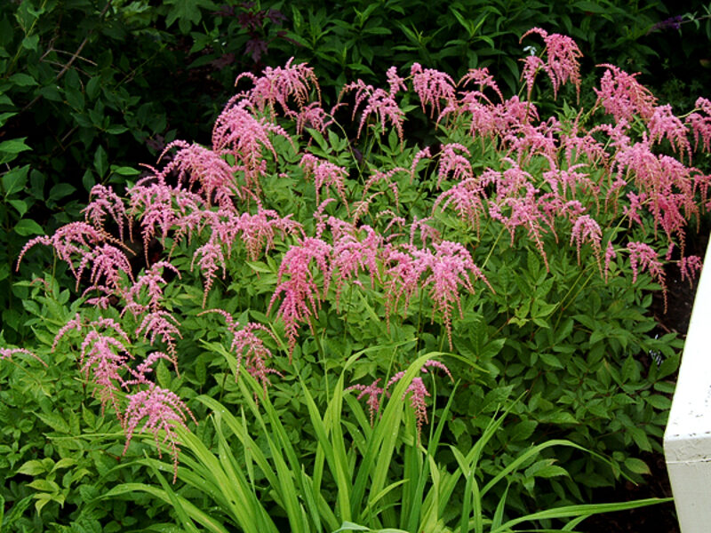 Astilbė (Astilbe) 'Straussenfeder'