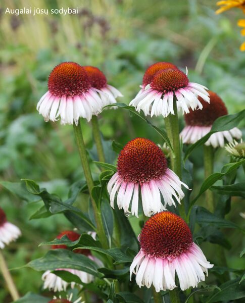 Ežiuolė (Echinacea) 'Strawberry and Cream'
