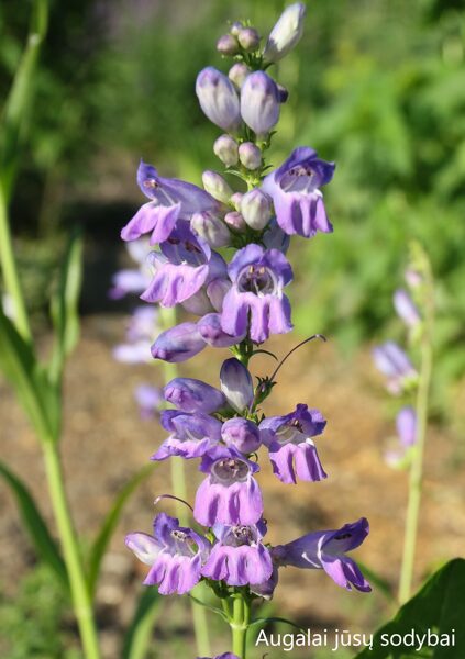 Penstemonas (Penstemon strictus)