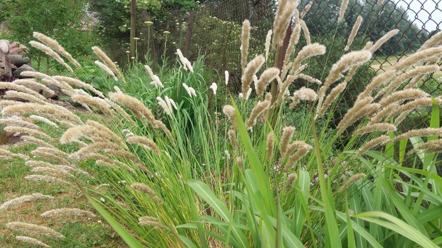 Striepsnė blakstienuotoji (Melica ciliata)