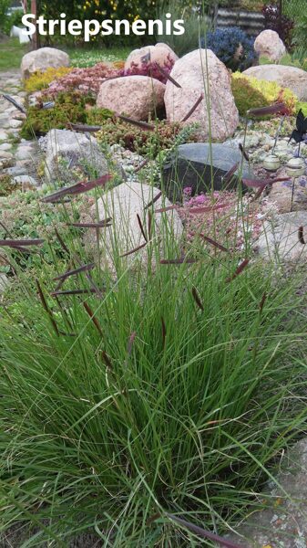 Striepsnenis (Bouteloua gracilis)