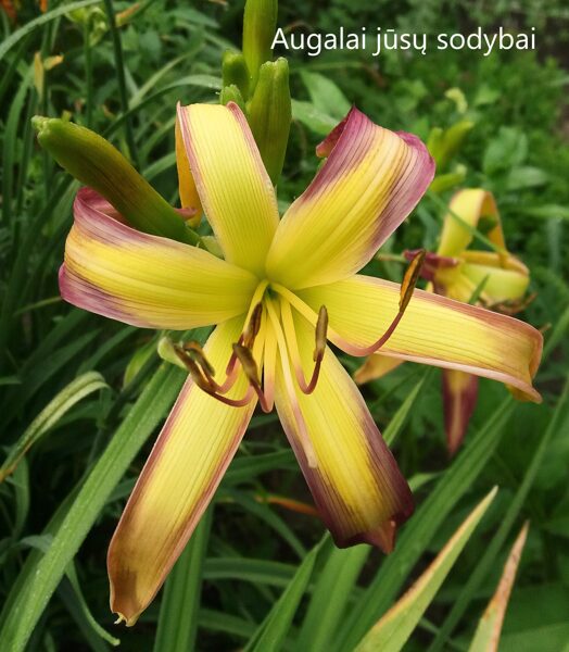 Viendienė (Hemerocallis) 'String Bikini'