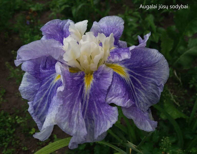 Japoninis vilkdalgis (Iris ensata) 'Sugar Dome'