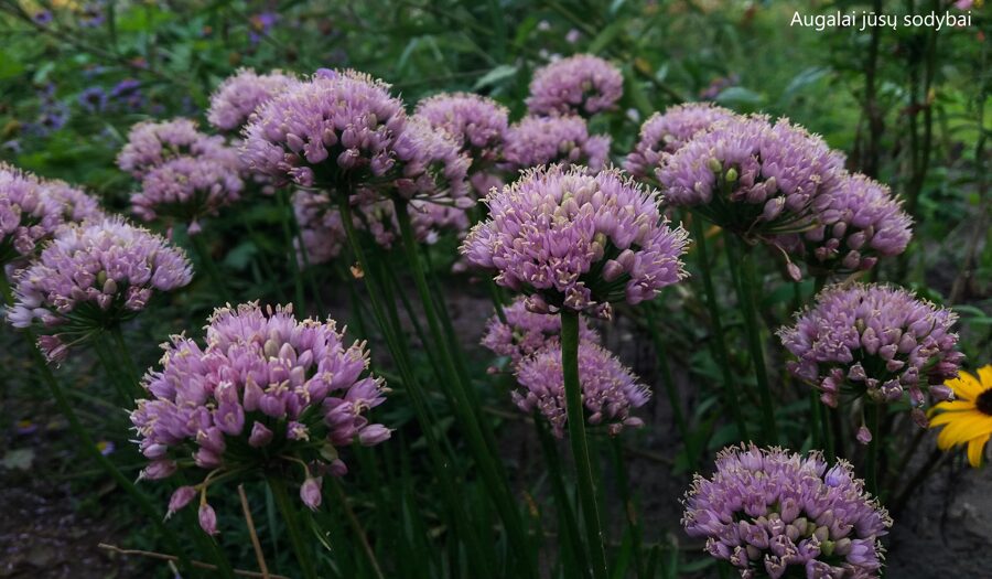 Česnakas (Allium) ‘Sugar Melt'