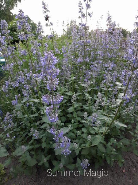 Didžiažiedė katžolė (Nepeta grandiflora) 'Summer Magic'