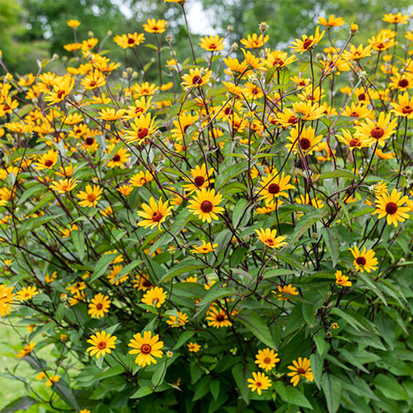 Šiurkštusis saulakis (Heliopsis helianthoides var. scabra) ‘Summer Nights’