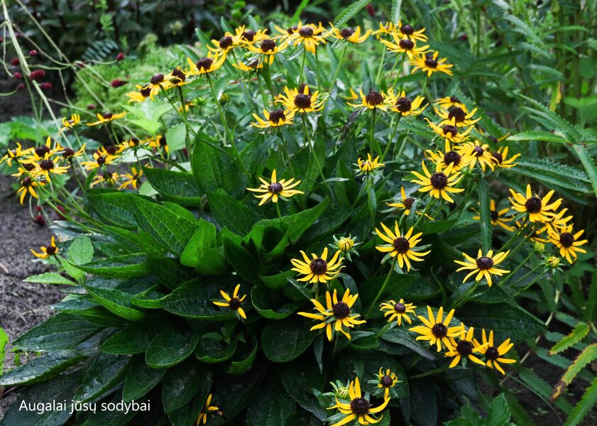 Rudbekija (Rudbeckia) 'Sun Ka Ching'