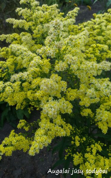 Rykštenė (Solidago) 'Super' 