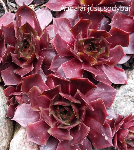 Šilropė (Sempervivum) 'Super-2'