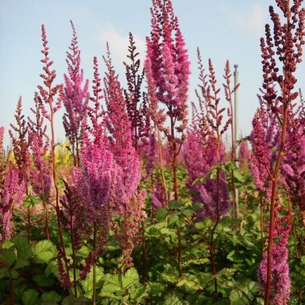 Astilbė kininė (Astilbe chinensis var. taquetii) 'Superba'