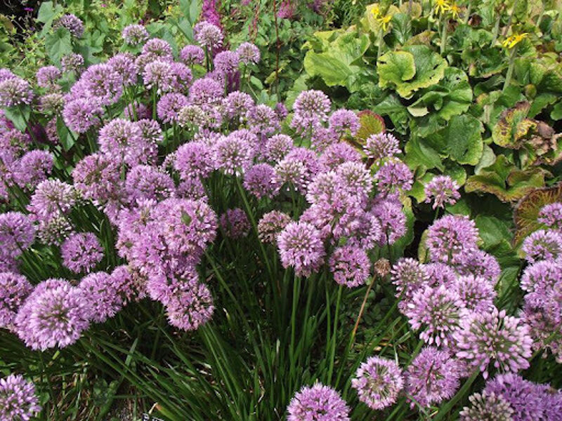 Česnakas (Allium nutans) ‘Superbum’