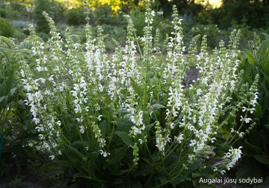 Pievinis šalavijas (Salvia pratensis) 'Swan Lake'
