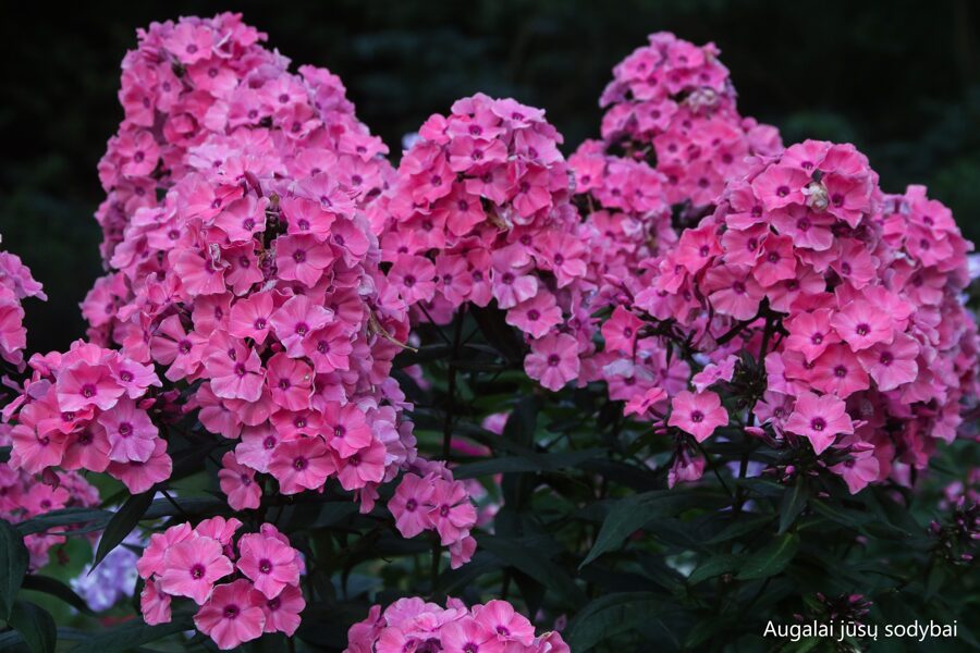 Flioksas (Phlox paniculata) 'Sweet Summer Dream'