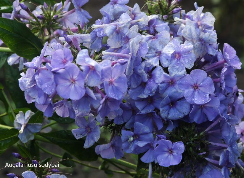 Šluotelinis flioksas (Phlox paniculata) 'Sweet Summer Ocean'