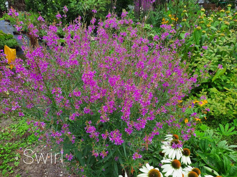 Raudoklė (Lythrum virgatum) 'Swirl'