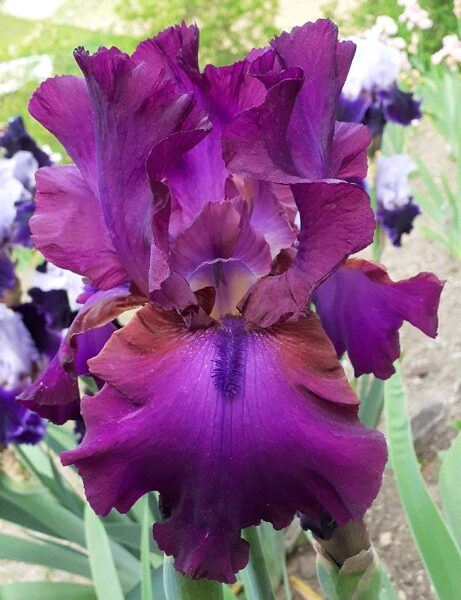 Vilkdalgis (Iris) 'Gypsy Romance'
