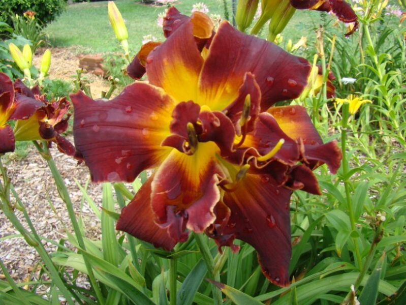 Viendienė (Hemerocallis) 'Topguns Molten Lava'