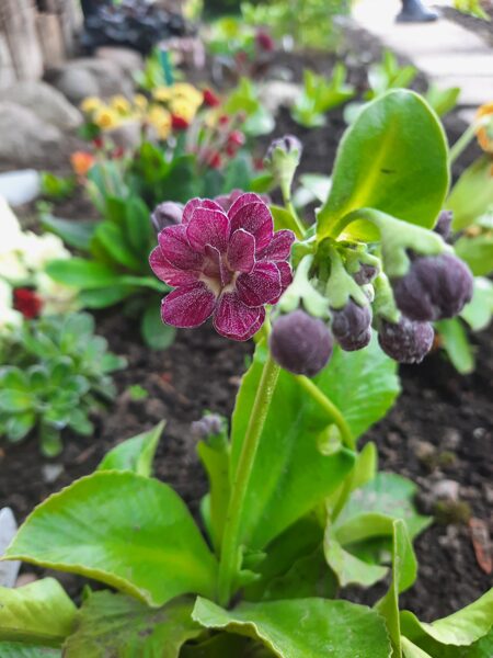 Raktažolė (Primula auricula) 'Tachete'