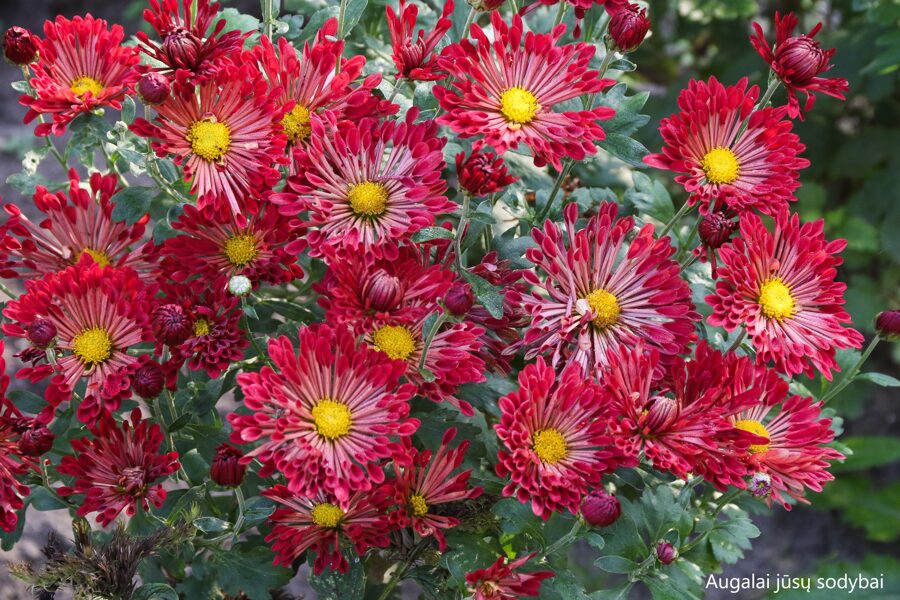 Chrizantema (Chrysanthemum) 'Tango'