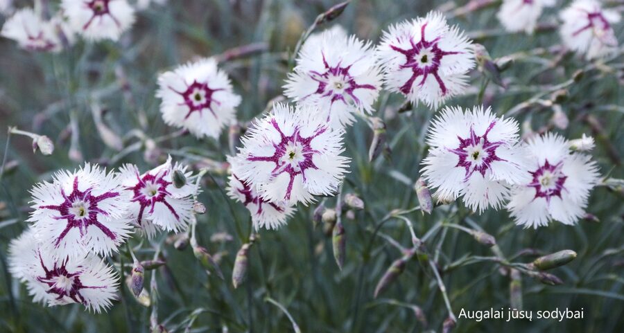 Gvazdikas (Dianthus lumnitzeri) 'Tatra Fragrance'