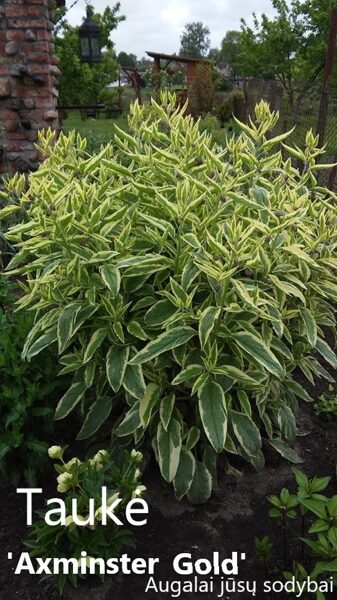 Taukė (Symphytum x uplandicum) 'Axminster Gold'