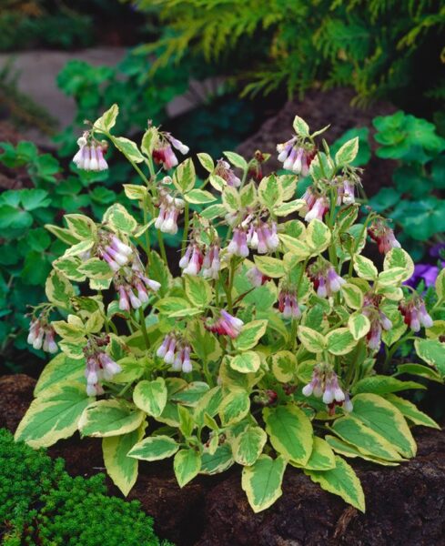 Taukė (Symphytum grandiflorum) 'Goldsmith'