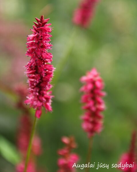 Rūgtis (Persicaria amplexicaulis) 'Taurus'