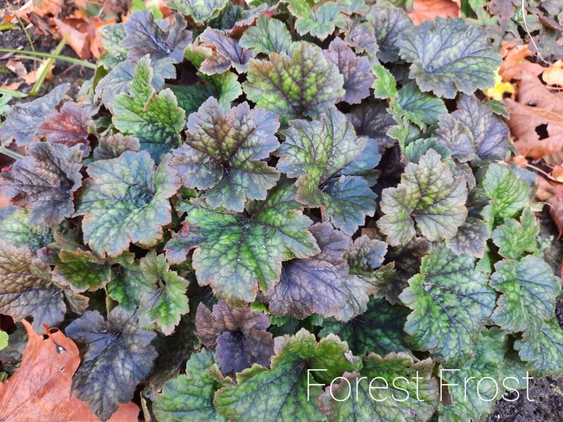 Telima didžiažiedė (Tellima grandiflora) 'Forest Frost'