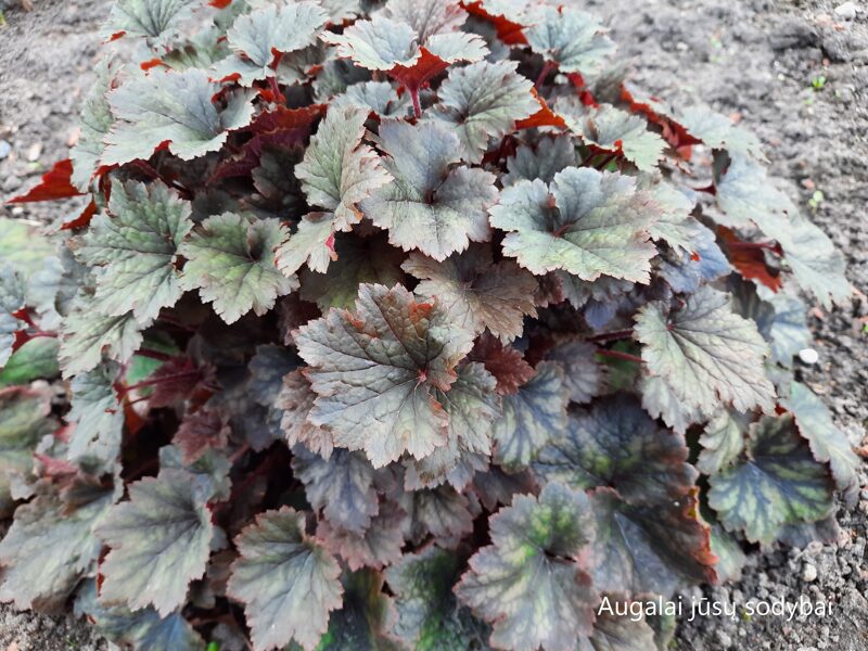 Telima didžiažiedė (Tellima grandiflora) 'Moorblut'