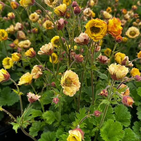 Žiognagė (Geum) 'Tempo Yellow‘