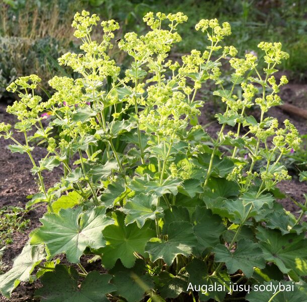 Rasakila švelnioji (Alchemilla mollis) 'Thriller'