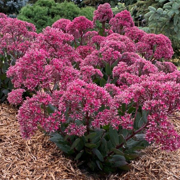 Šilokas (Sedum) 'Thunderhead'