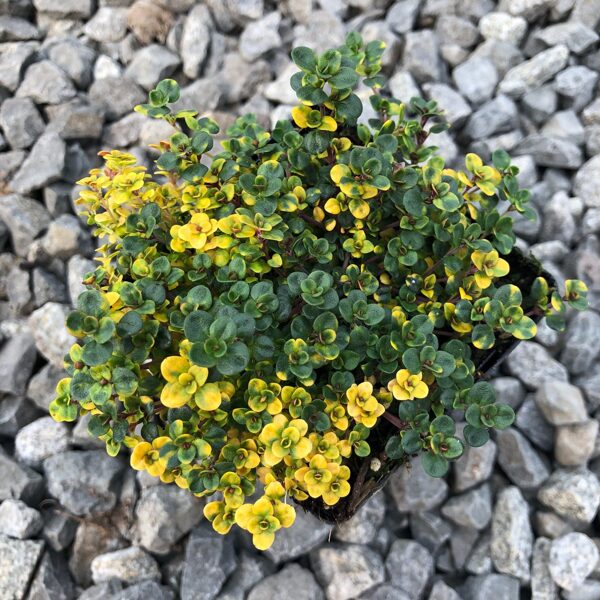 Čiobrelis (Thymus) 'Donne Valley'