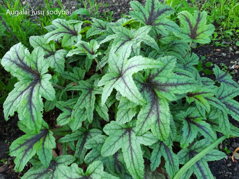 Tiarelė (Tiarella) b.p.