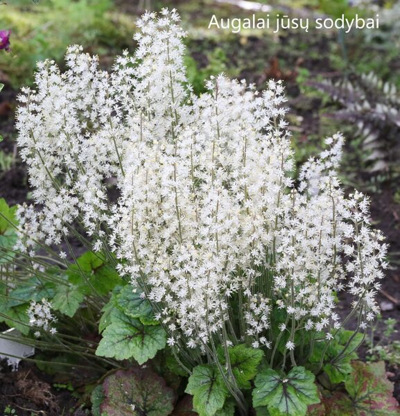 Tiarelė (Tiarella cordifolia) 'Brandywine'