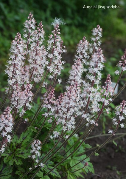Tiarelė (Tiarella) 'Sylvan Lace'
