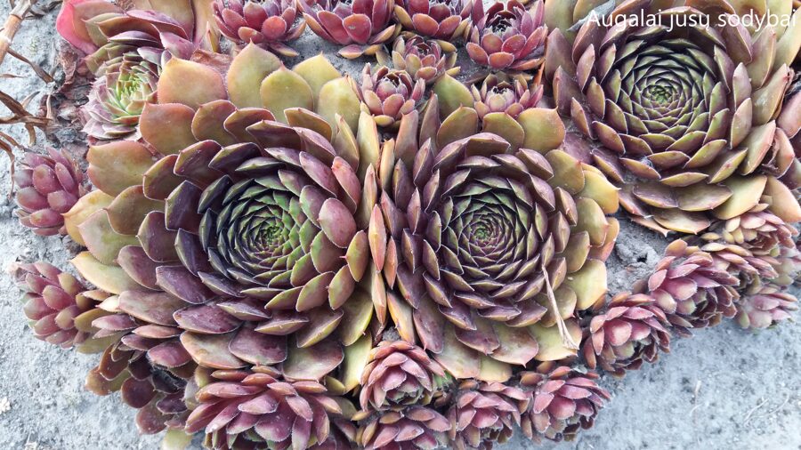 Šilropė (Sempervivum) 'Tiefgang'