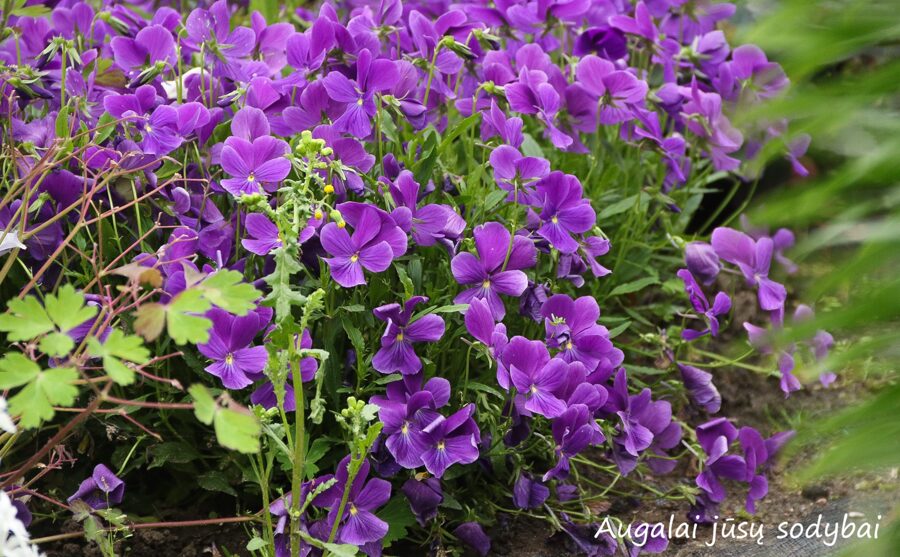 Našlaitė tiesiaragė (Viola cornuta)