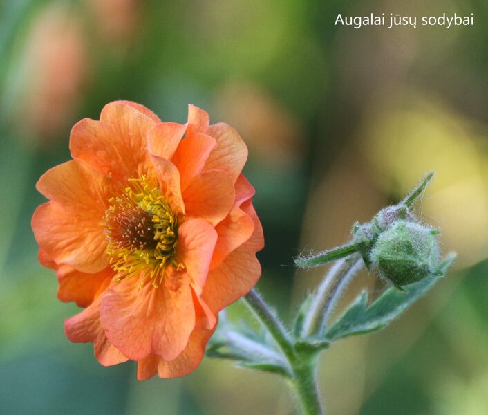 Žiognagė (Geum) ‘Totally Tangerine’