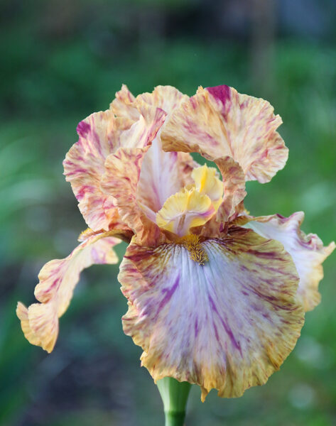 Vilkdalgis (Iris) 'Toucan Tango'