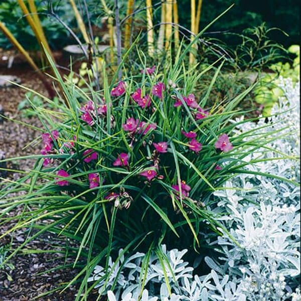 Tradeskantė (Tradescantia) 'Satin Doll'